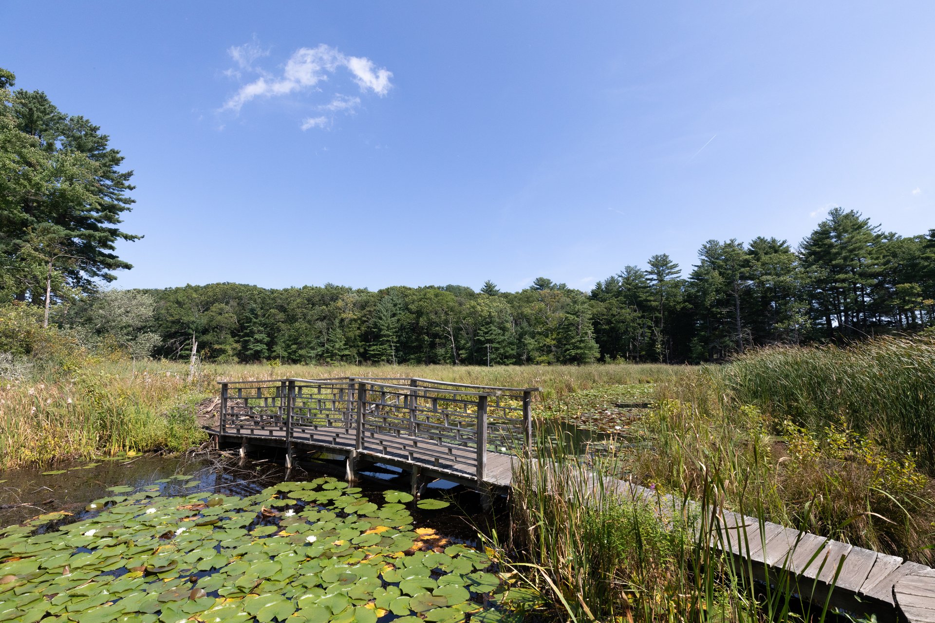 A wooden bridge crosses over a small pond, surrounded by lush, green shrubs and trees. The pond is full of lily pads.
