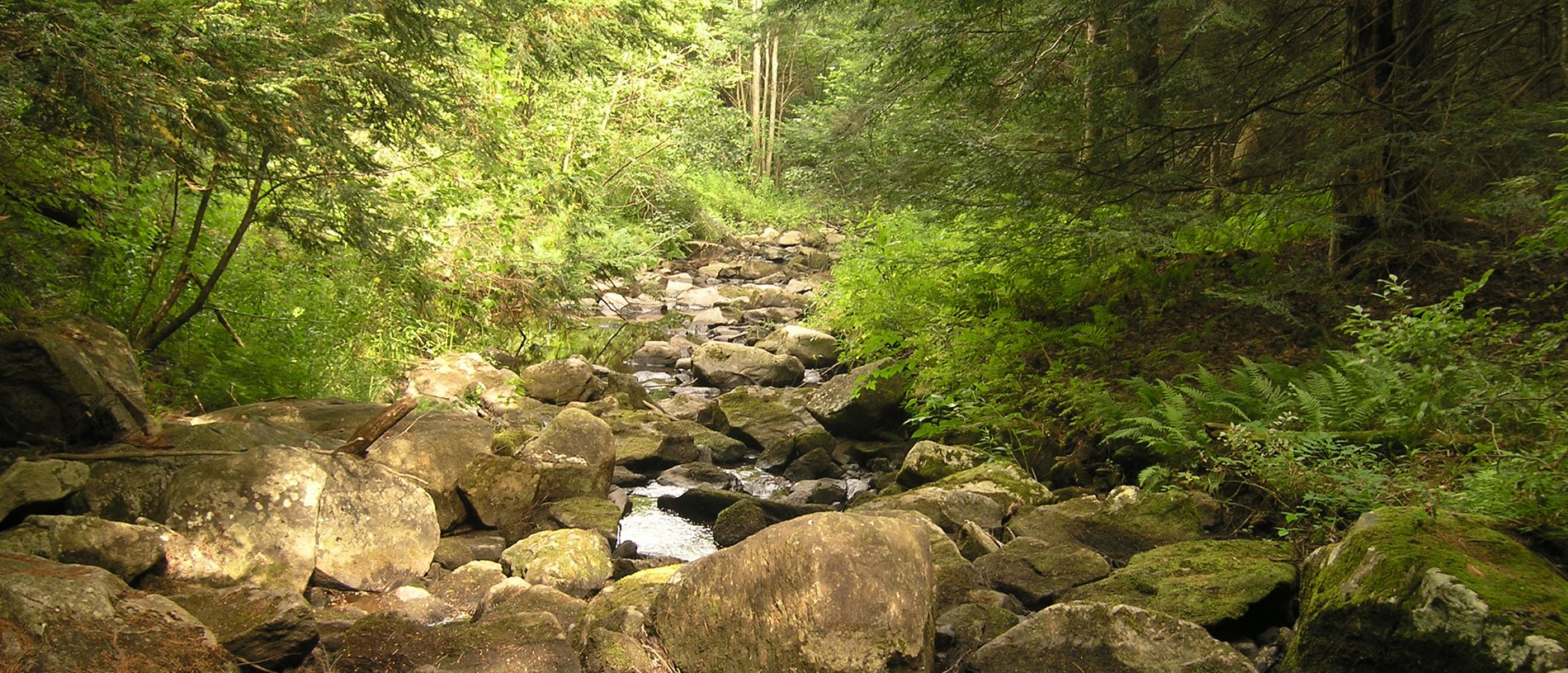 Rocky stream in a forest