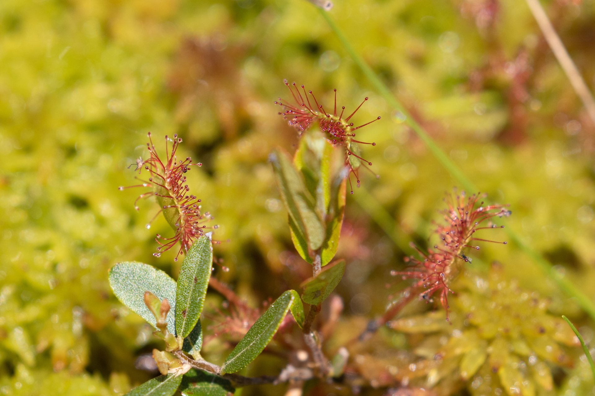 Sundew plant