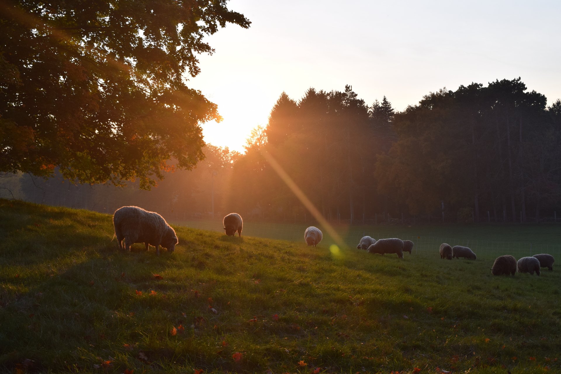 Sheep eating grass on a hillside as the sun is setting through the trees in a distance.