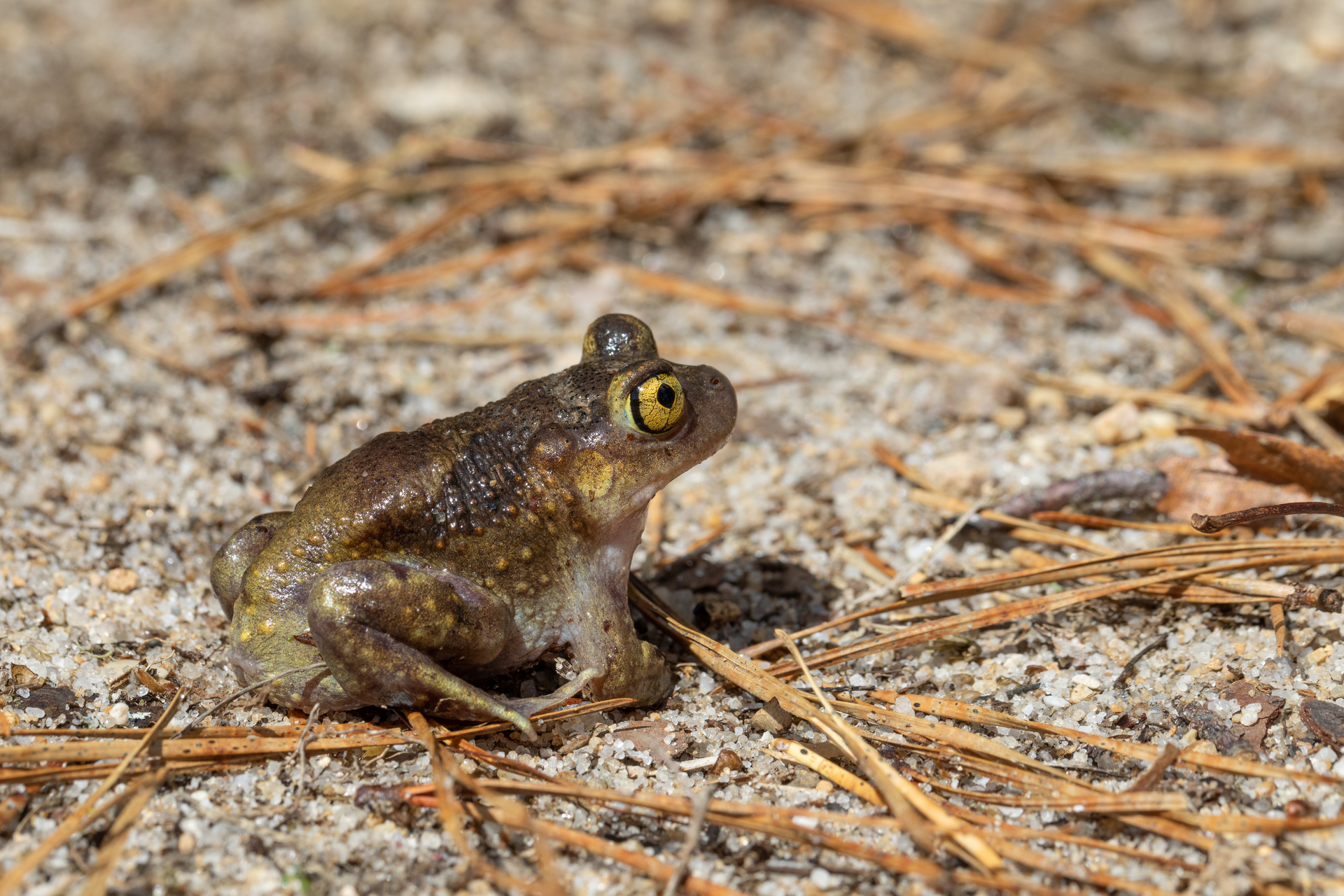 Eastern Spadefoot toad on sandy ground