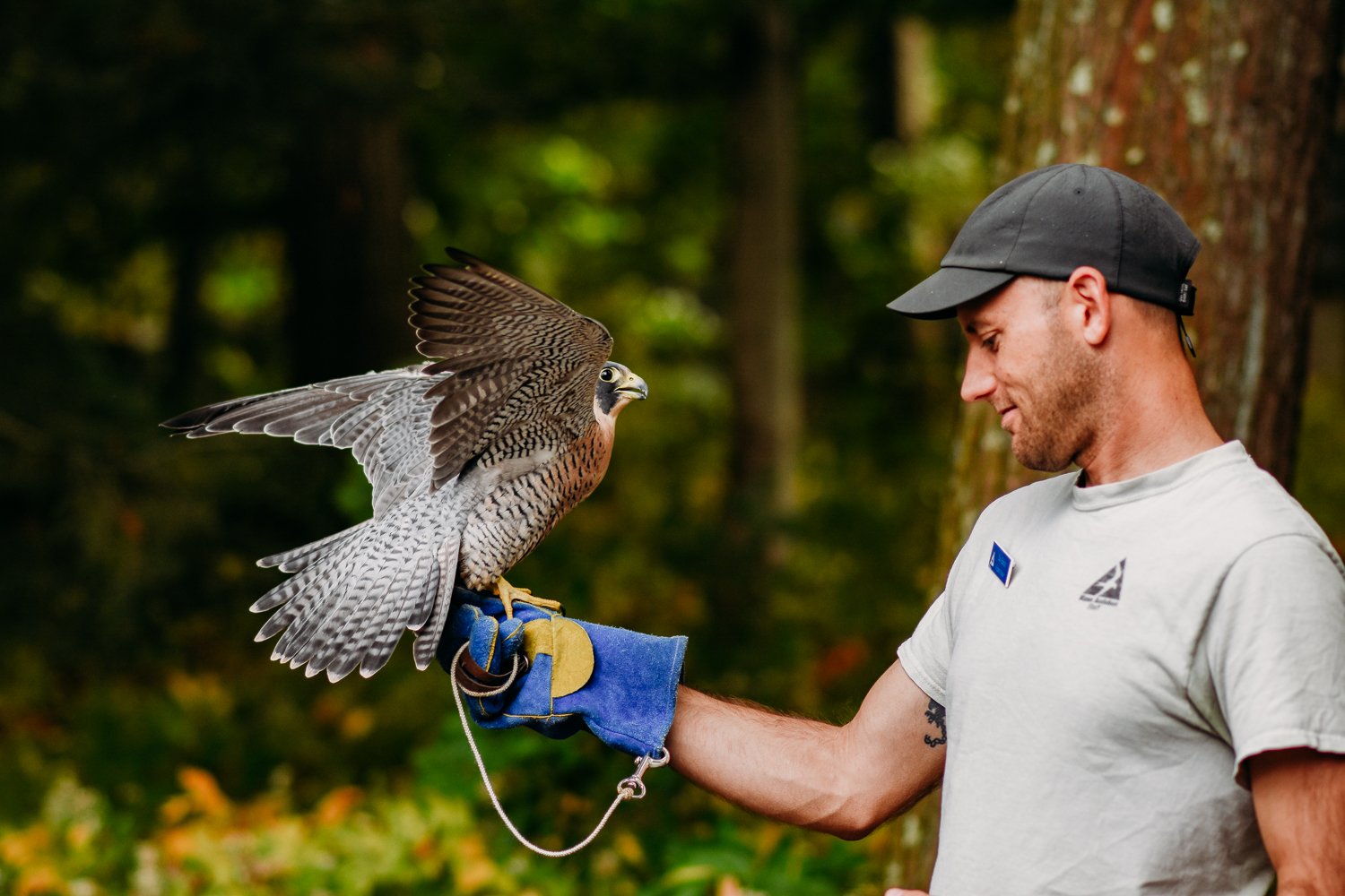 Man with a gray Mass Audubon shirt and blue glove holding a peregrine falcon.