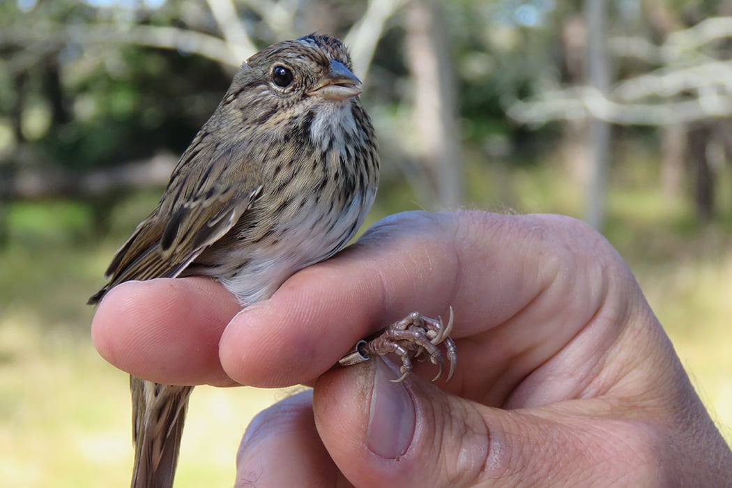 Bird in hand