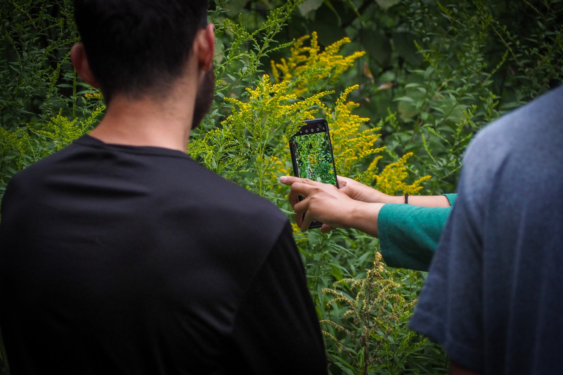 Person taking photo of goldenrod