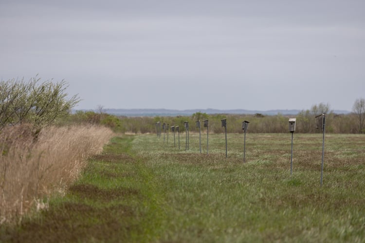 A line of a dozen wooden bird boxes in a grassy field.