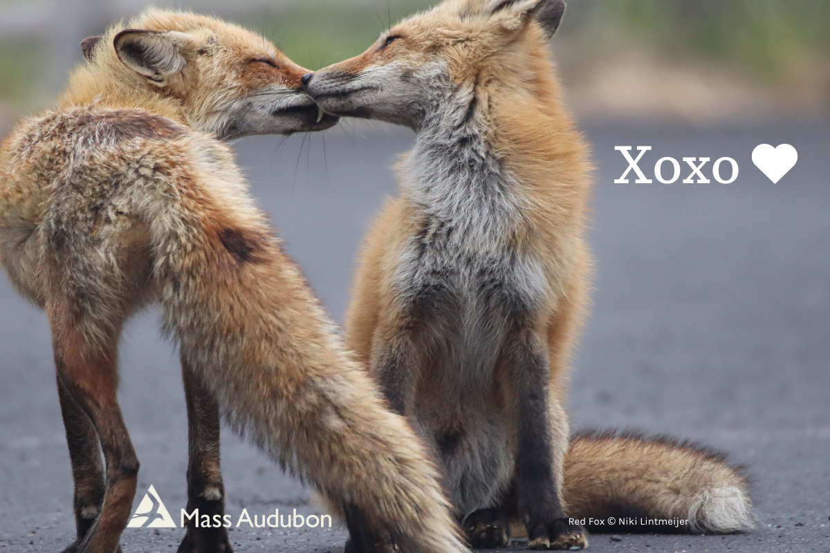 Two foxes kissing with xoxo heart