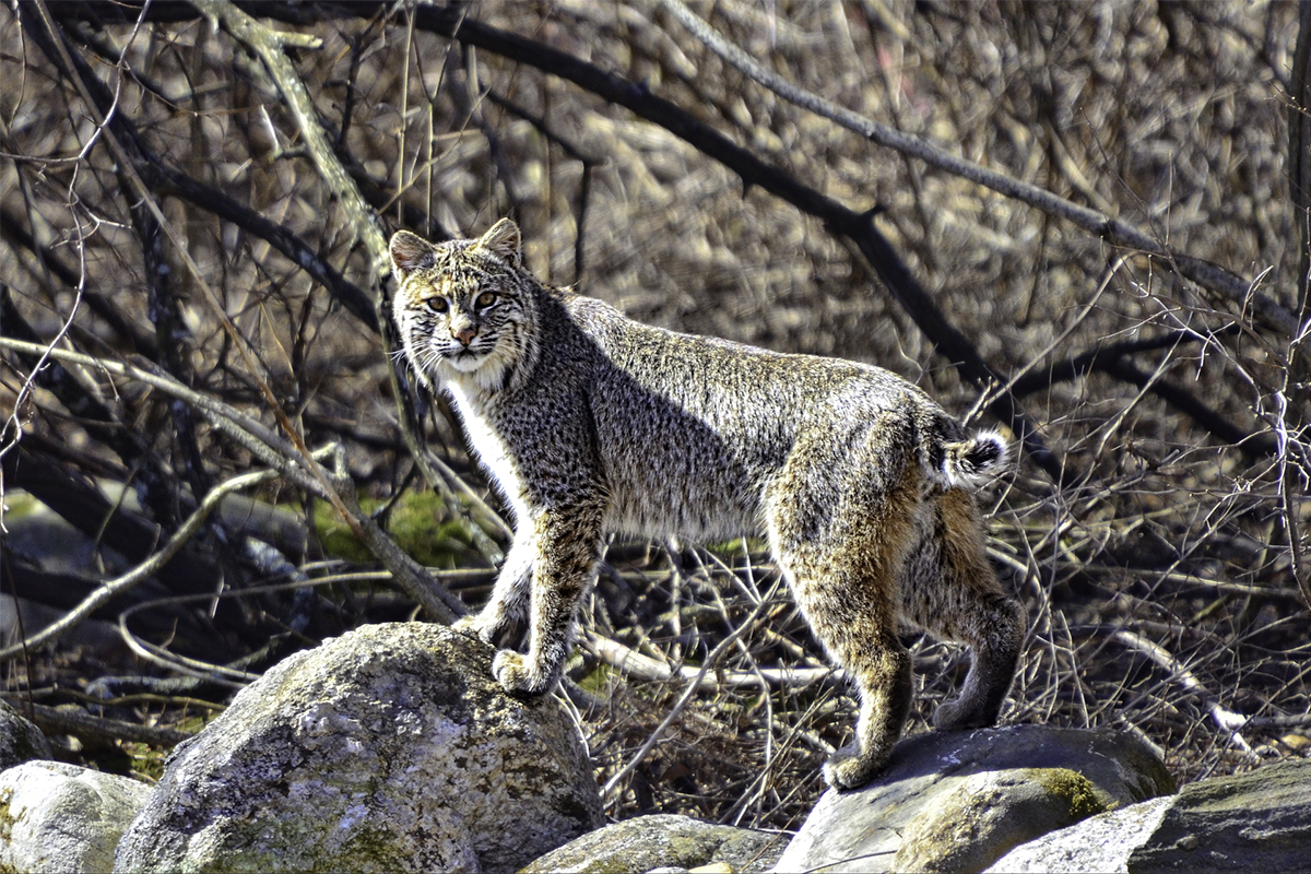Bobcat standing on tall rocks with bare trees in the background.