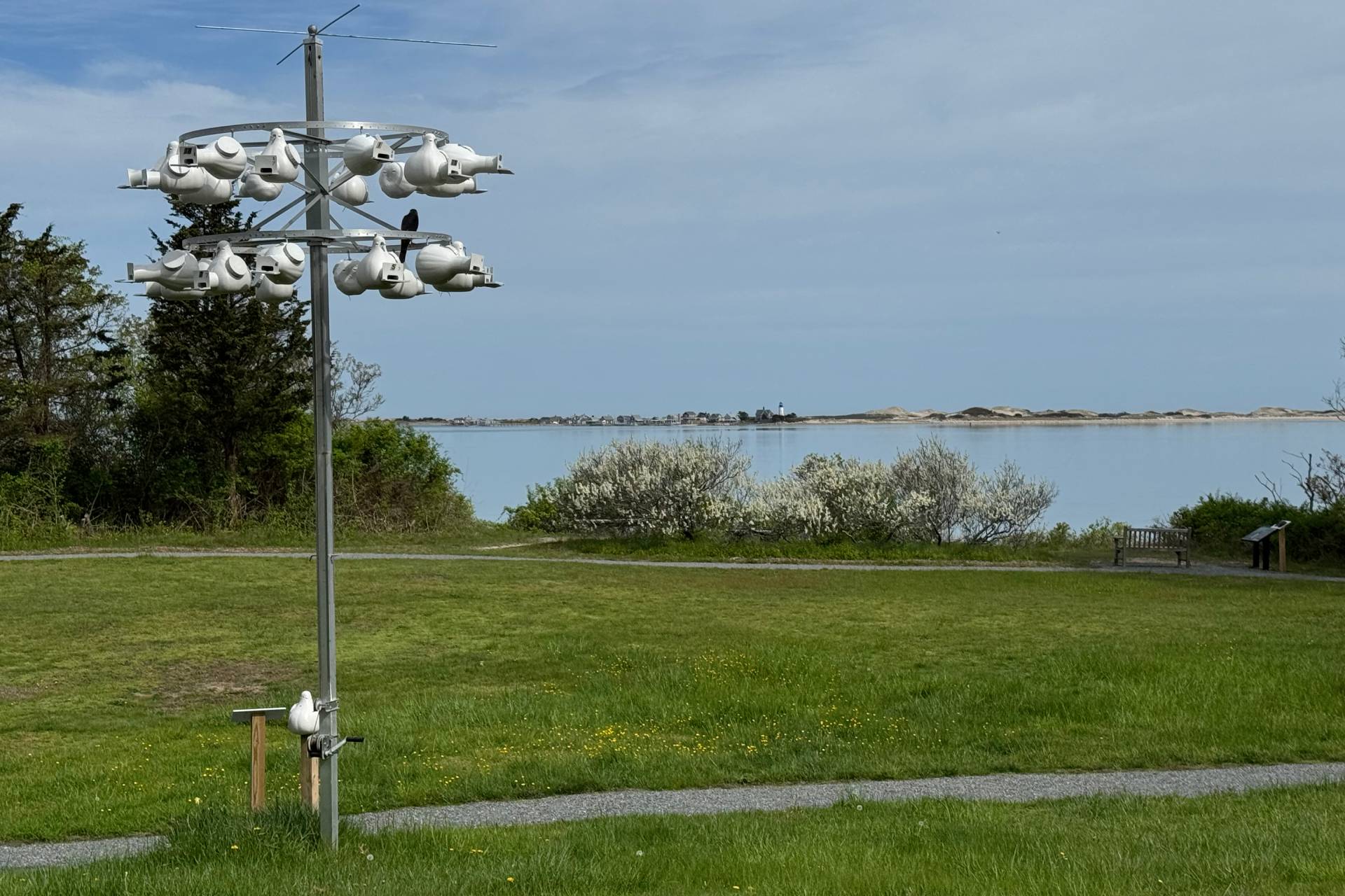 A field of grass with clusters of yellow flowers overlooks the water. In the distance is a beach with a lighthouse.
