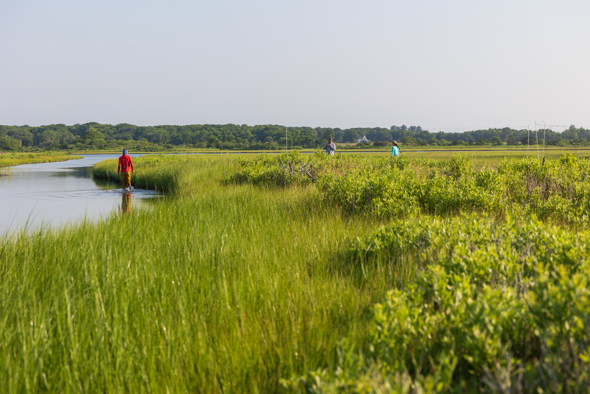 Green salt marsh with people in the distance