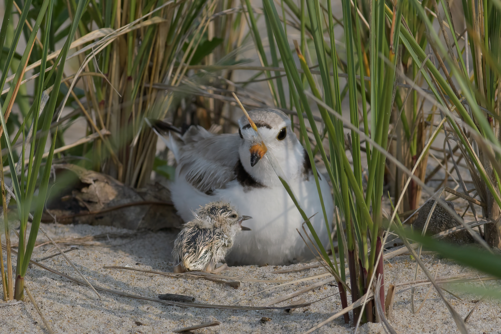 Piping Plover and Chick in dune