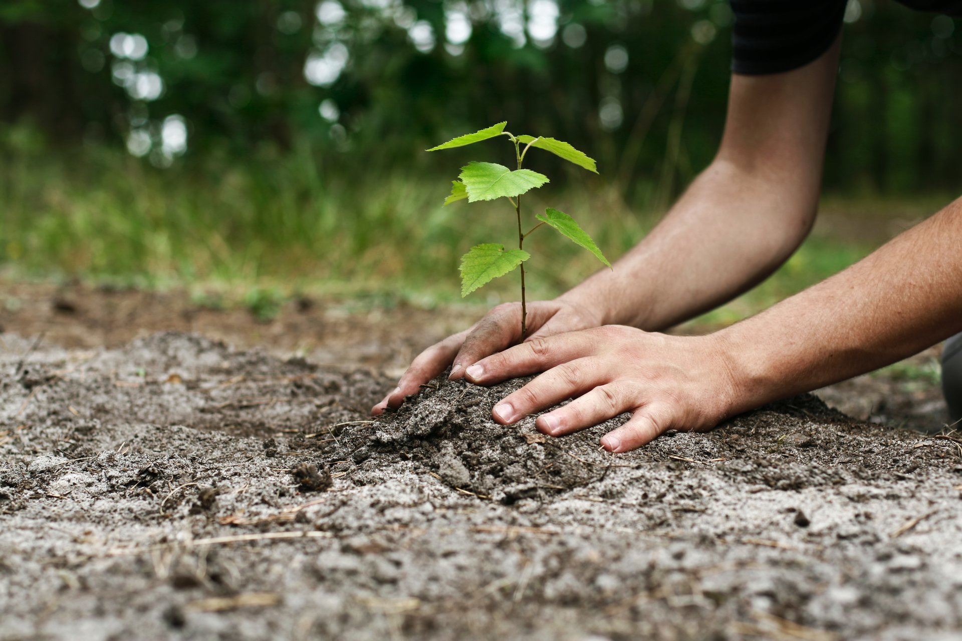 Person planting a young tree sapling in dirt