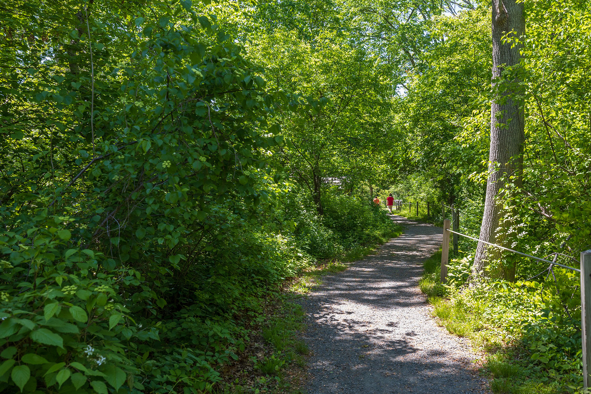 gravel trail through a forest