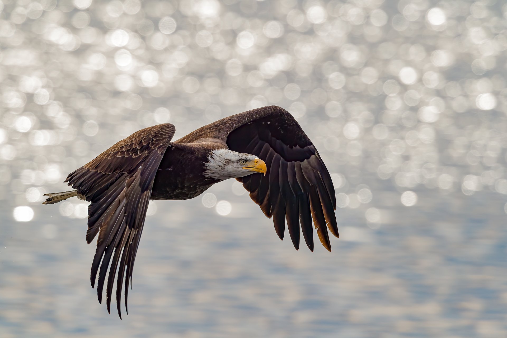 Bald eagle soaring over water