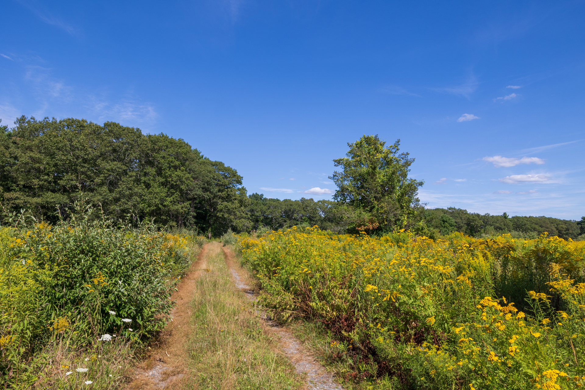 Cart path surrounded by yellow flowers