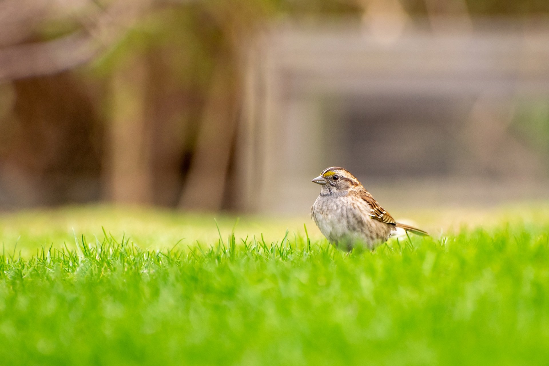 A White-throated Sparrow stands in the grass.