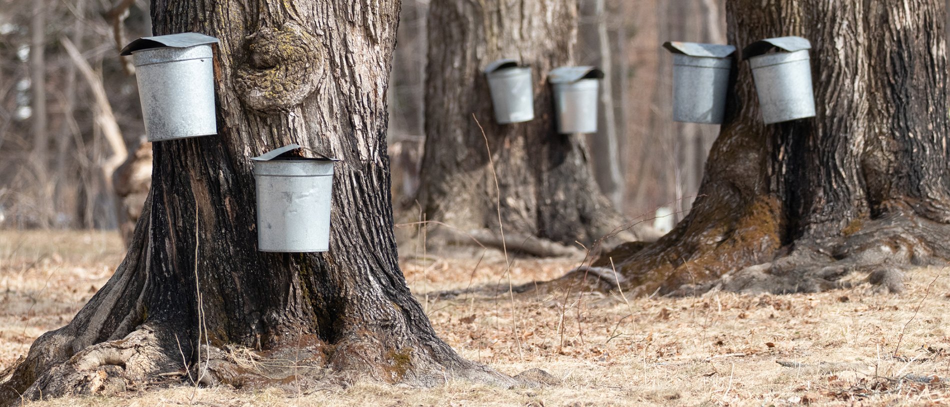 Maple sugar buckers on trees