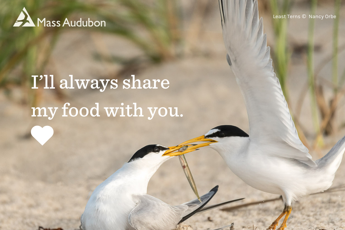 Two terns sharing a fish with words I'll always share my food with you