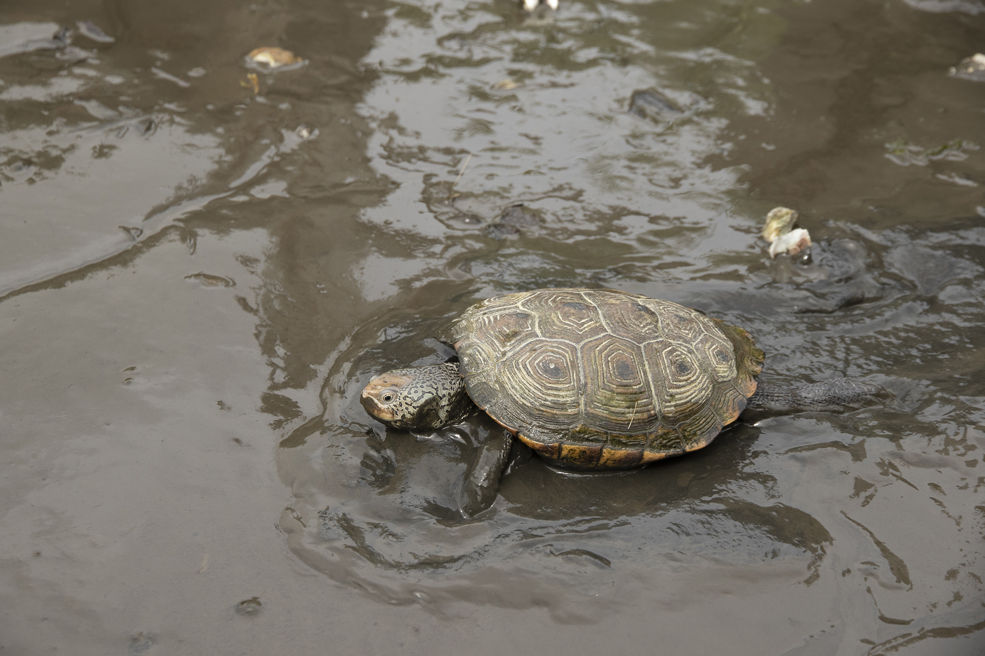 Diamondback terrapin in shallow water