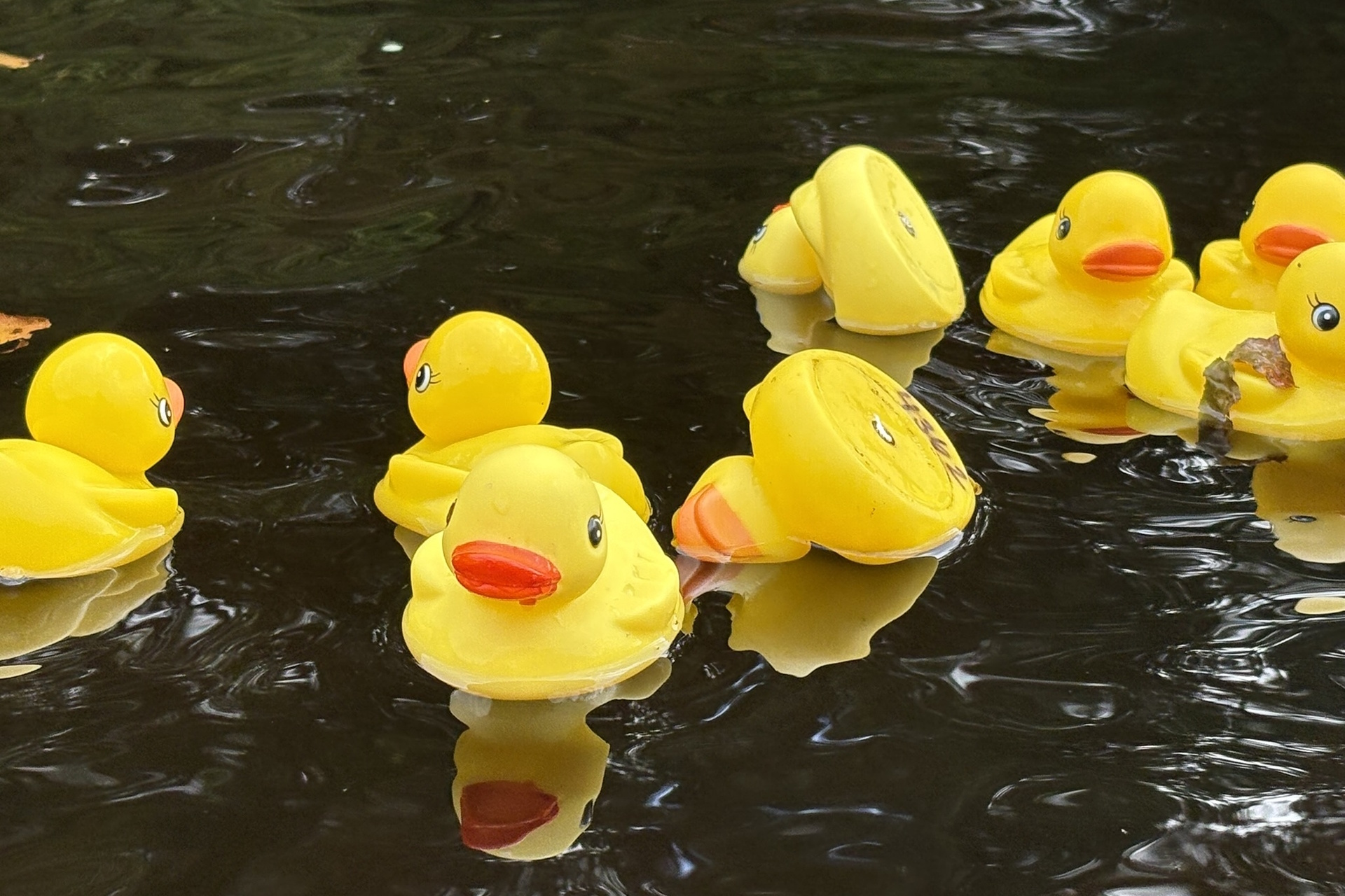 Rubber ducks floating on water