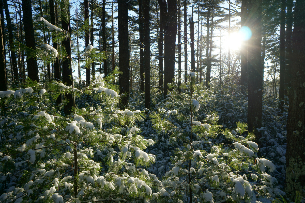 The sun filters through a bare forest, shinning on two small pines covered with snow.