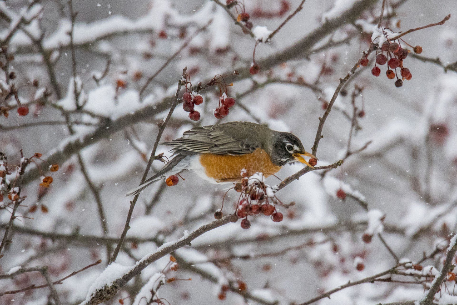 American Robin reaching for snow covered berry