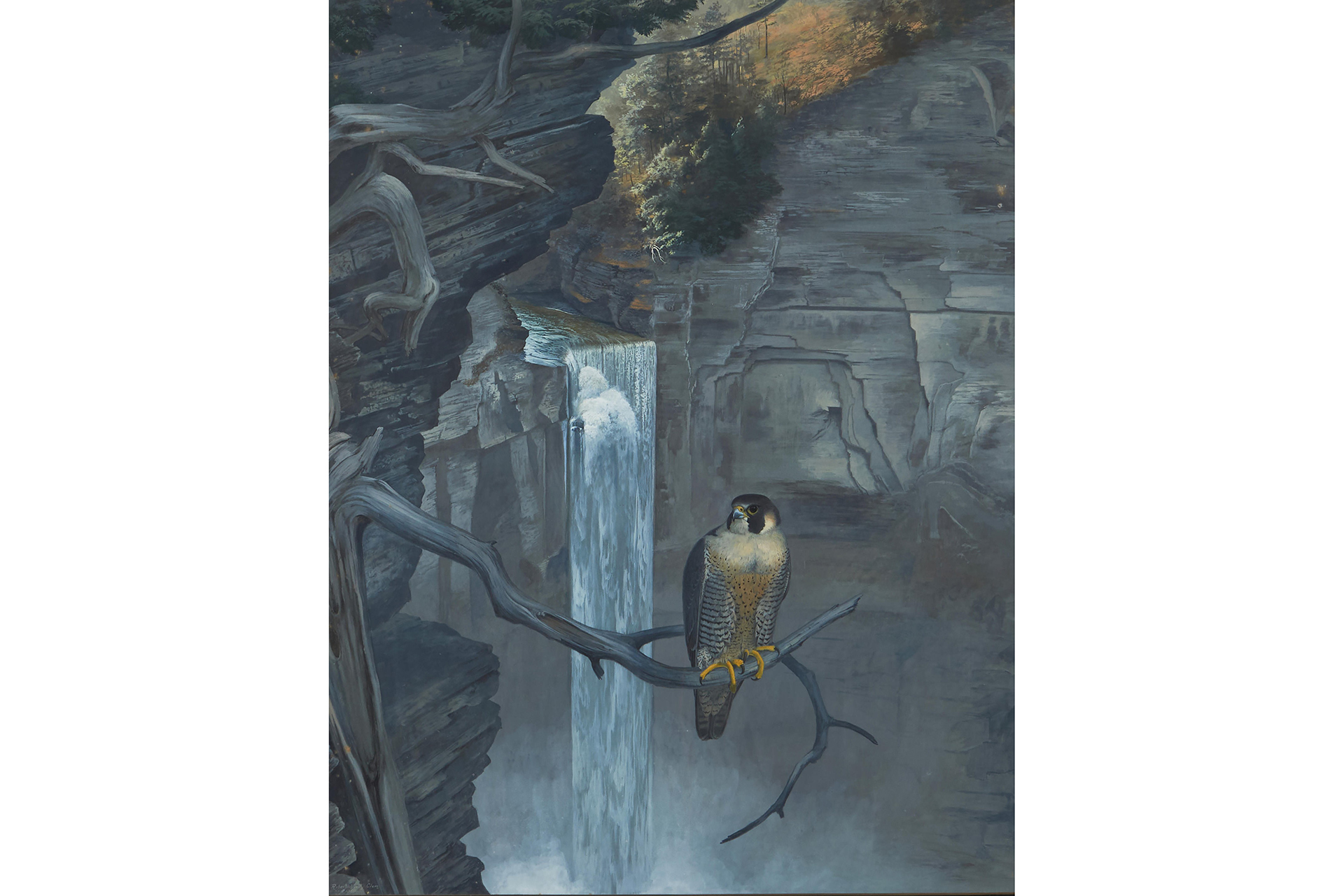Gouache painting of a peregrine falcon perched on a branch stretched out in front of a tall, narrow waterfall
