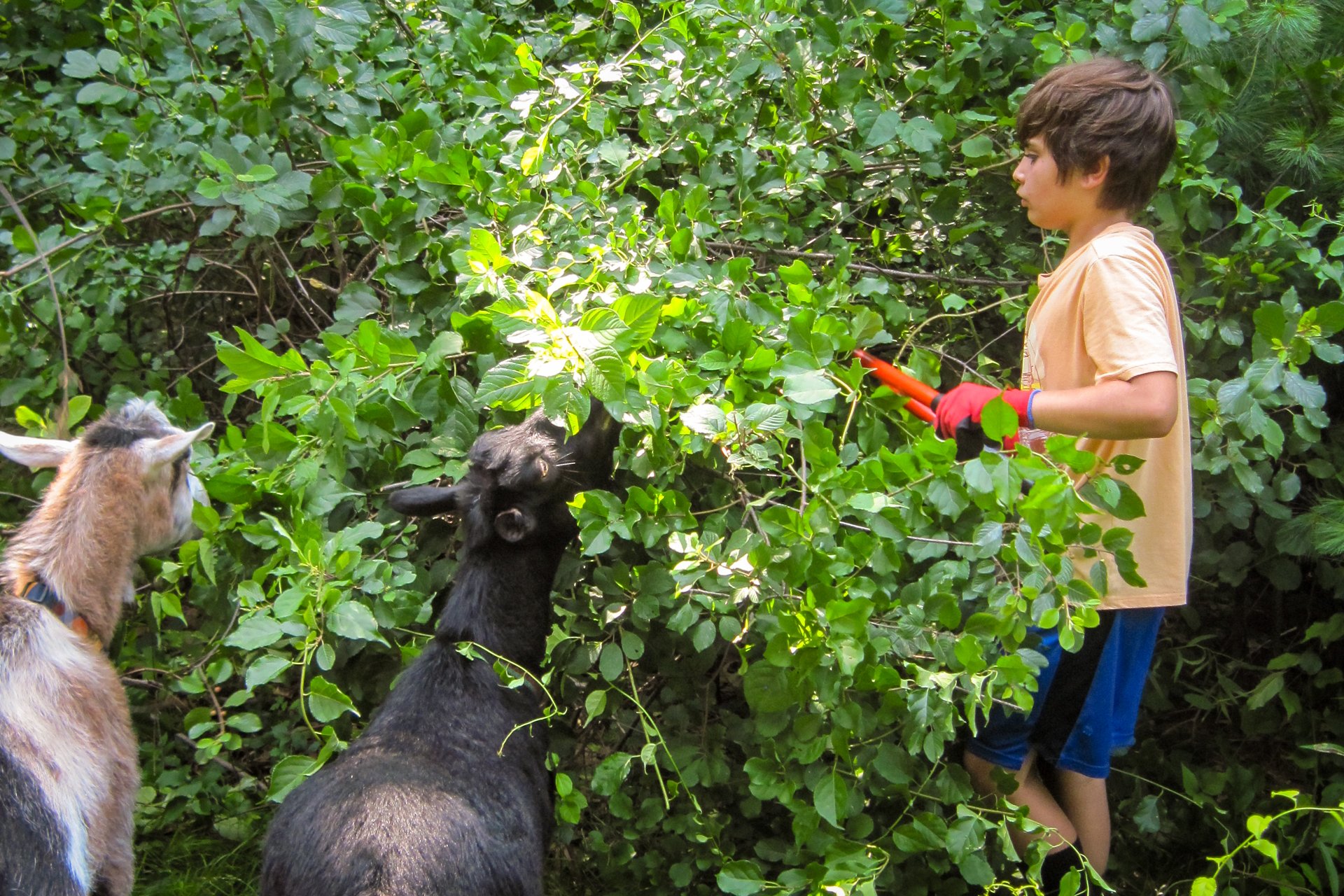A camper at Habitat Nature Camp wearing gloves and using loppers to trim back invasive plants, with two goats beside him helping by munching on leaves