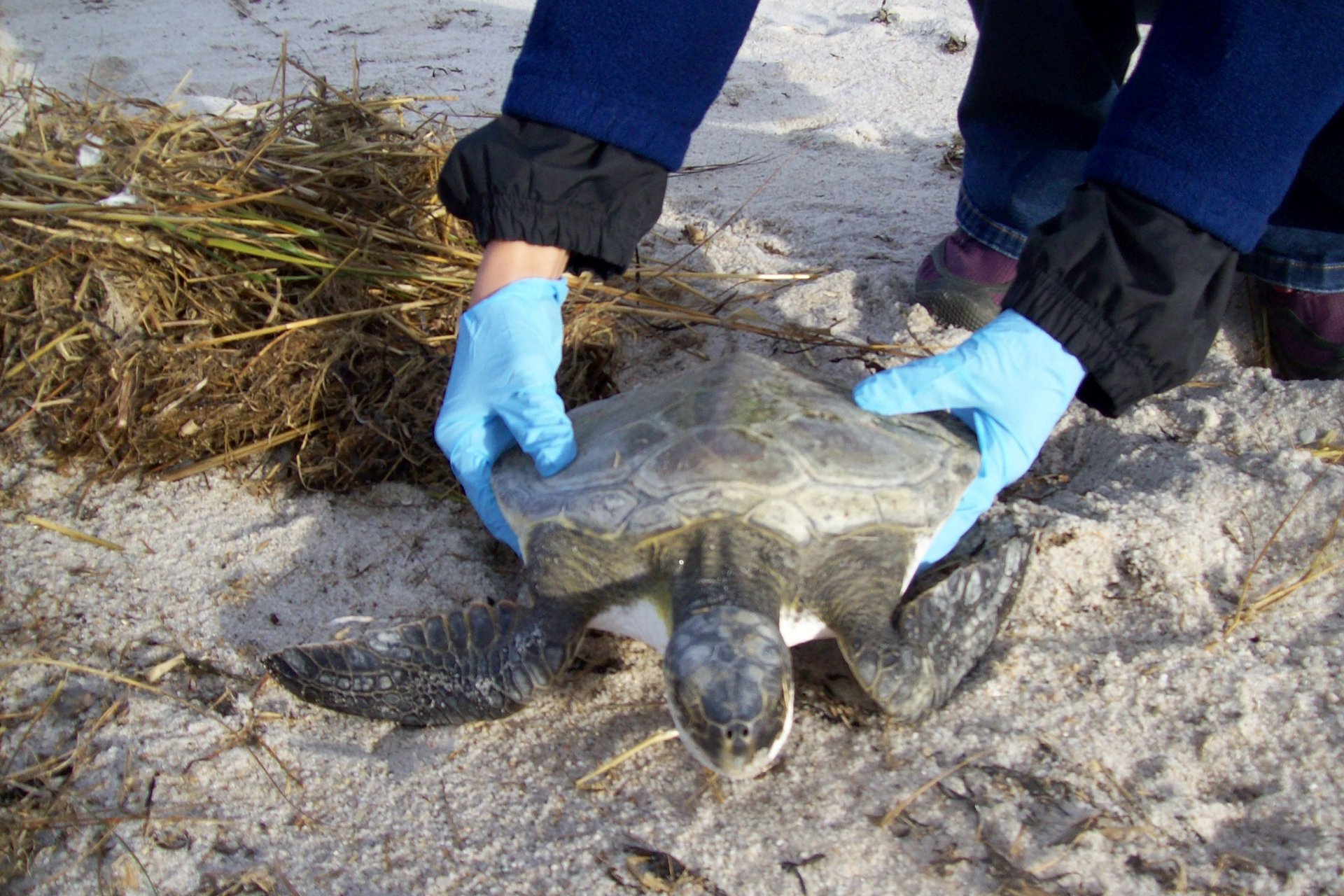 volunteer wearing nitrile gloves holding a sea turtle