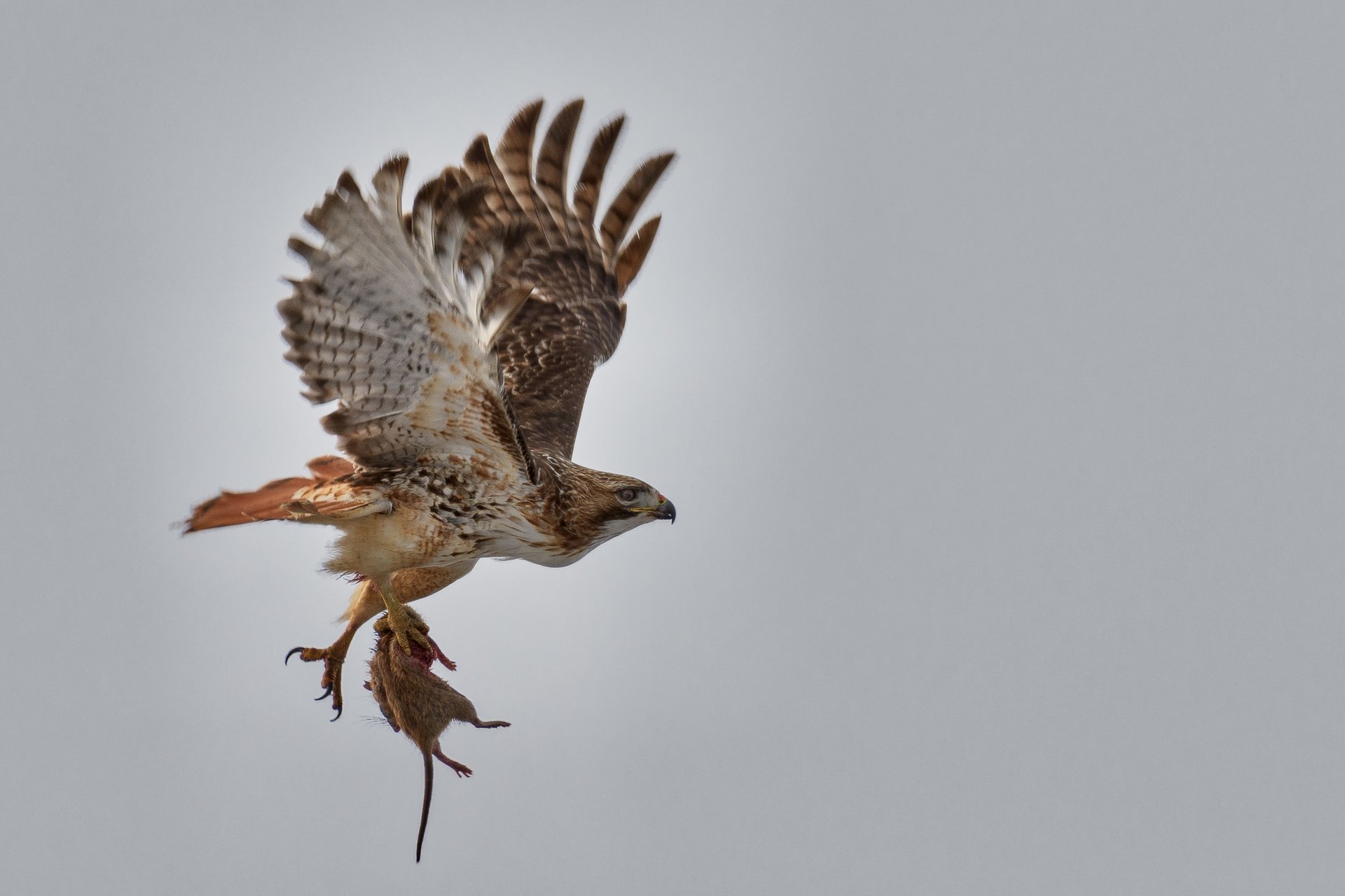 A hawk flies holding a rat in its talons