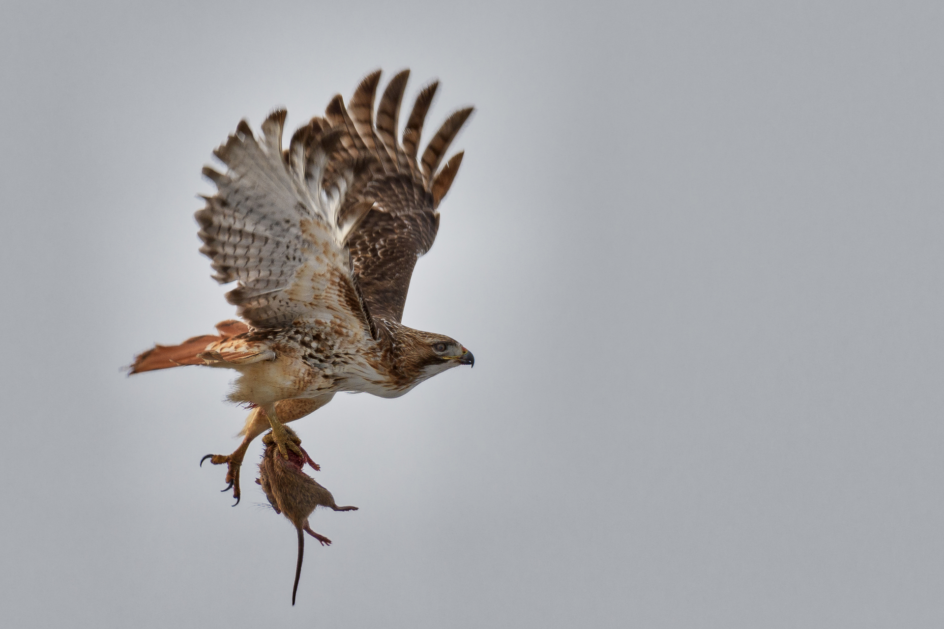 A hawk flies holding a rat in its talons