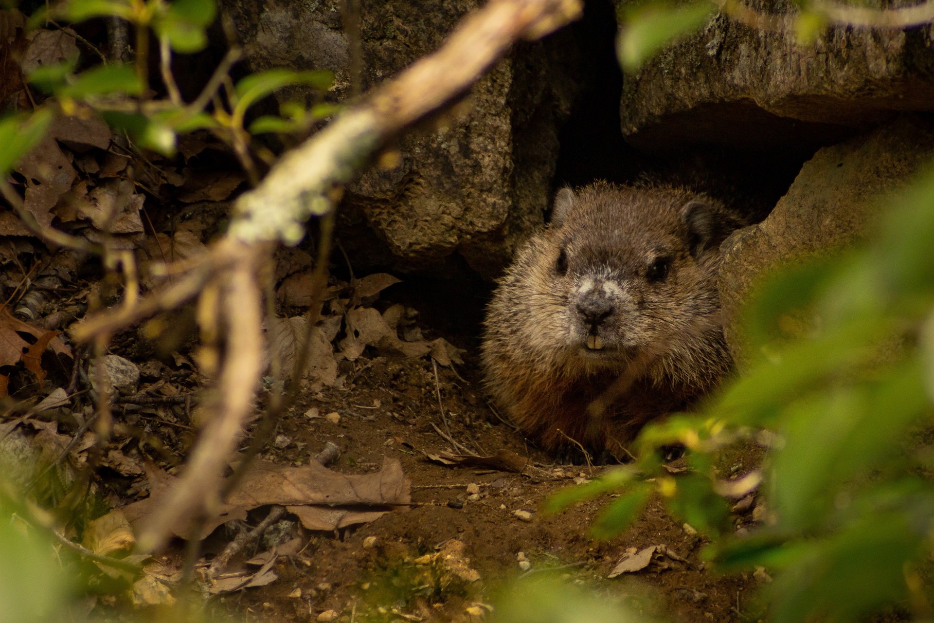 A groundhog (woodchuck) huddles between rocks in a woodsy area.