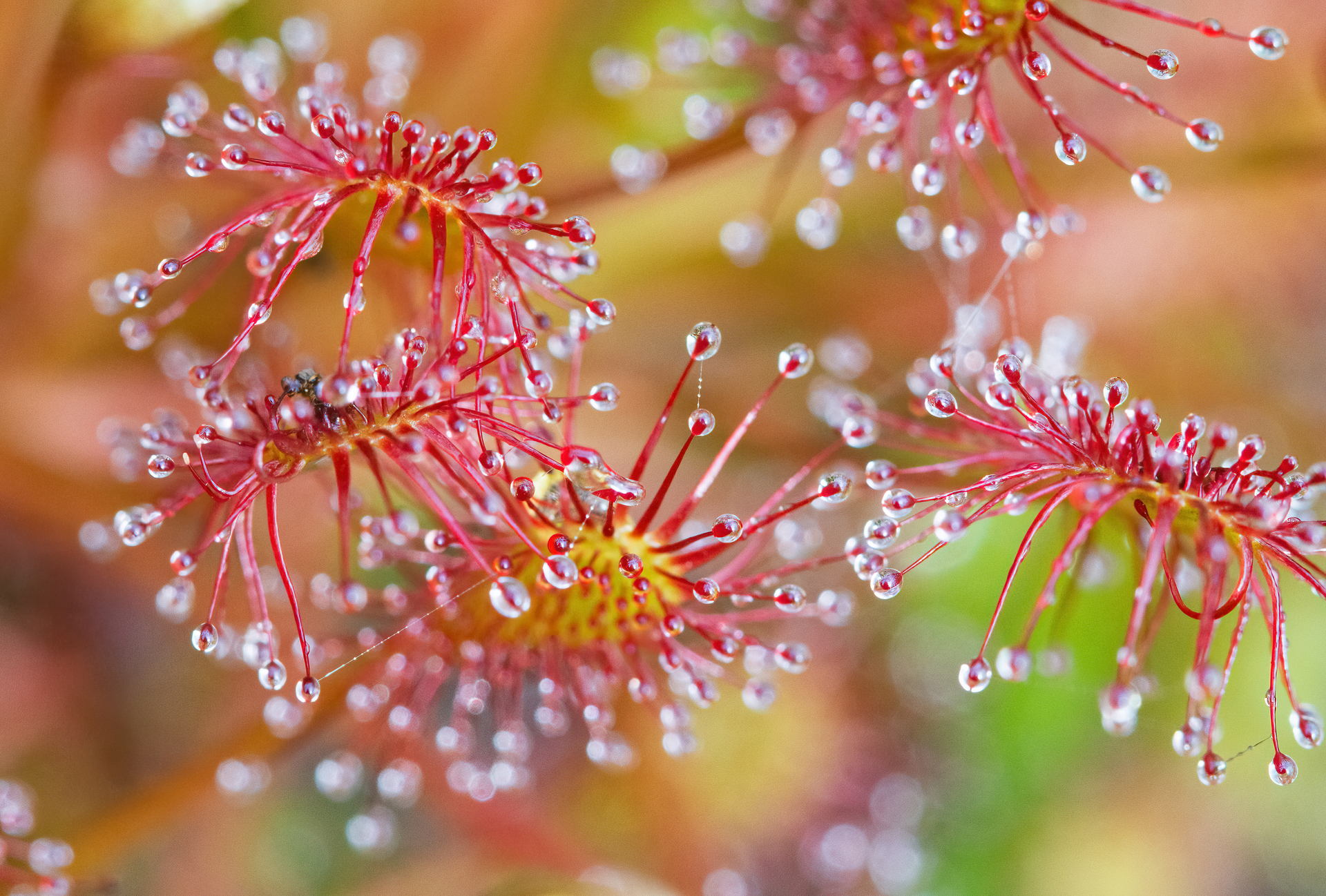 dew drops on sundew