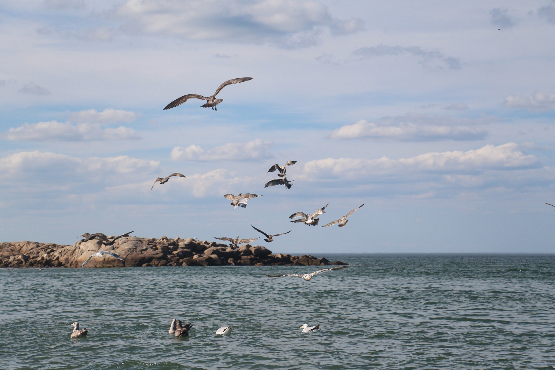 Gulls flying over the ocean