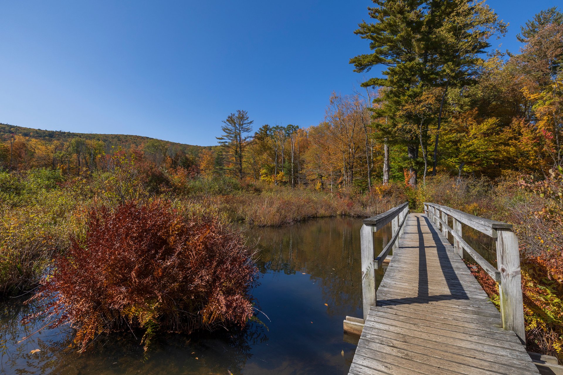 A wooden bridge with rails over a calm, marshy pond. A forest with fall foliage surrounds the pond.