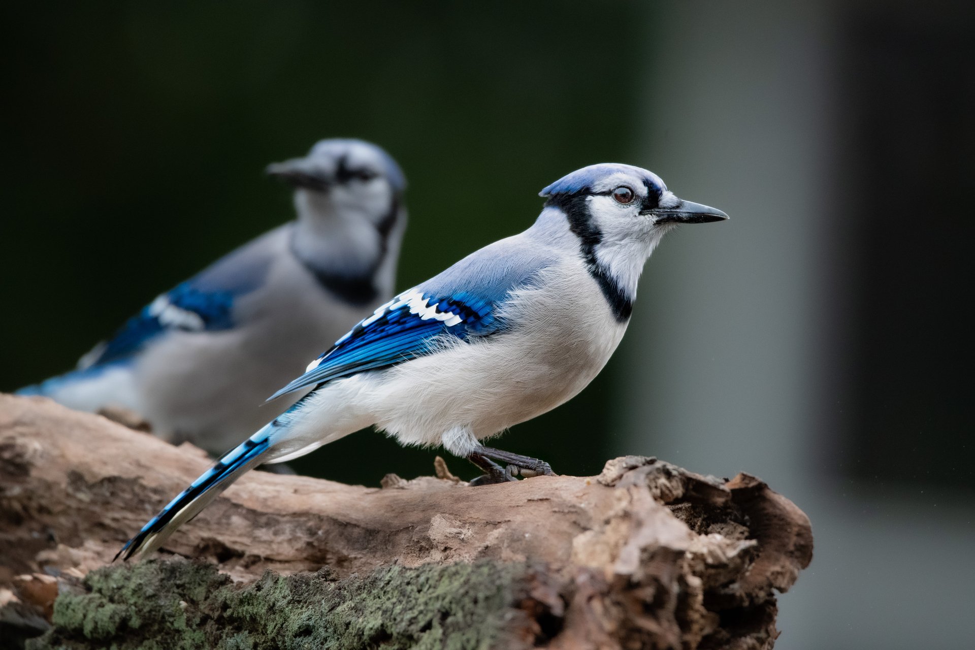 Two blue jays sitting on branch