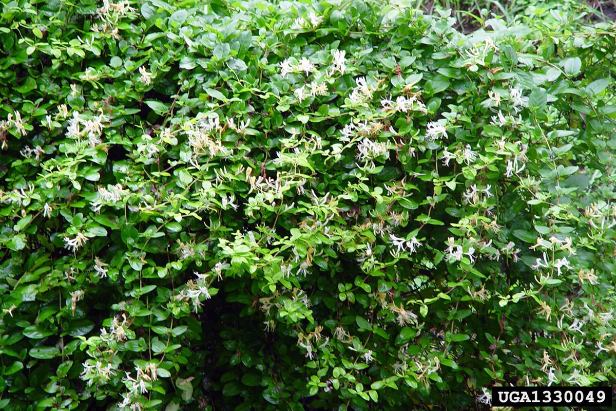 Japanese Honeysuckle shrub