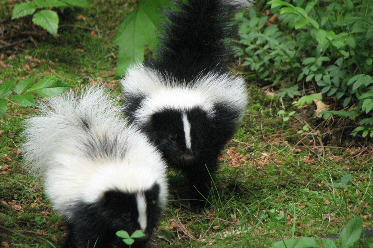 Two skunks, one walking in front of the other, on a grassy path.