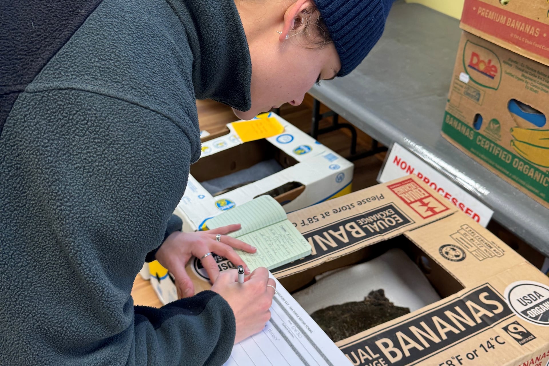 Staff processing turtles before transport