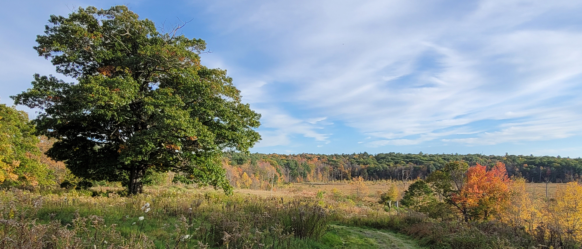 Meadow at Wachusett Meadow with tree on left and grass trail