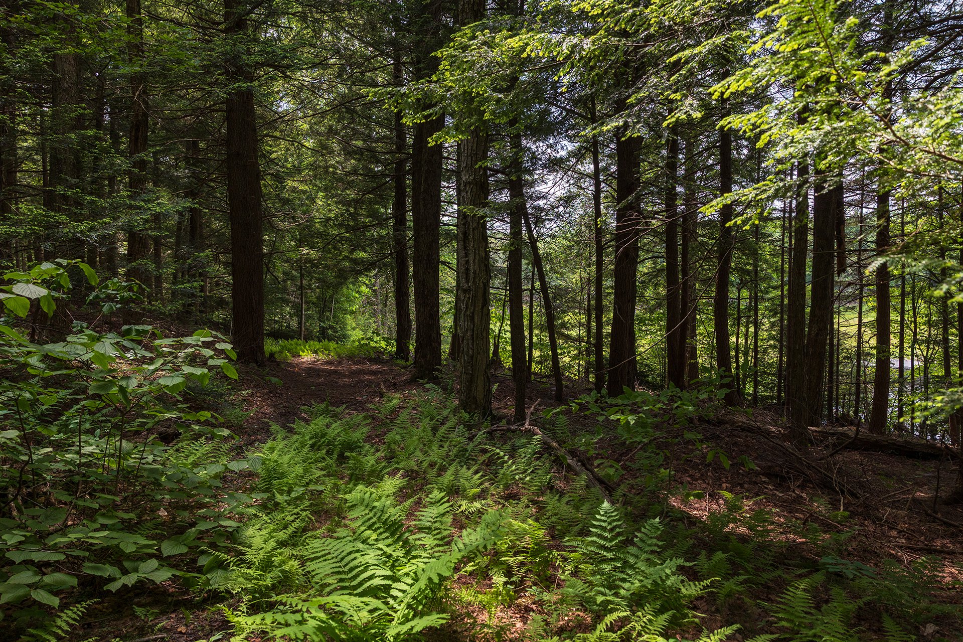 Forest with ferns and water in distance