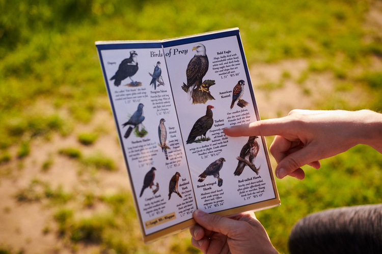 Finger pointing to birds of prey field guide