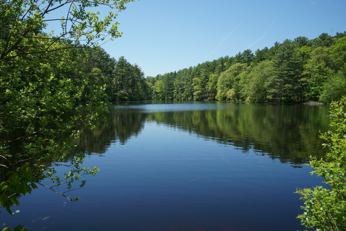 Pines and other green trees surround a calm pond.