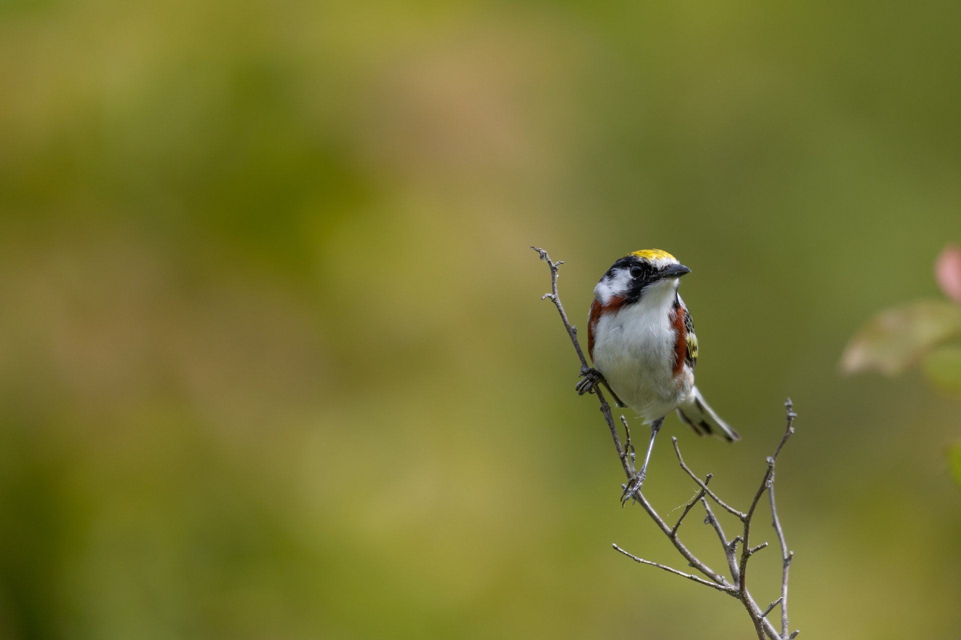 A bird with a white underside with chestnut stripes coming down from under its' eyes and black streaks on top of the eye and a yellow head.