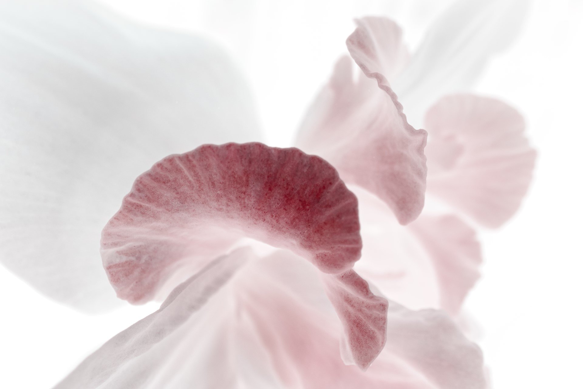 pink and white flower petals