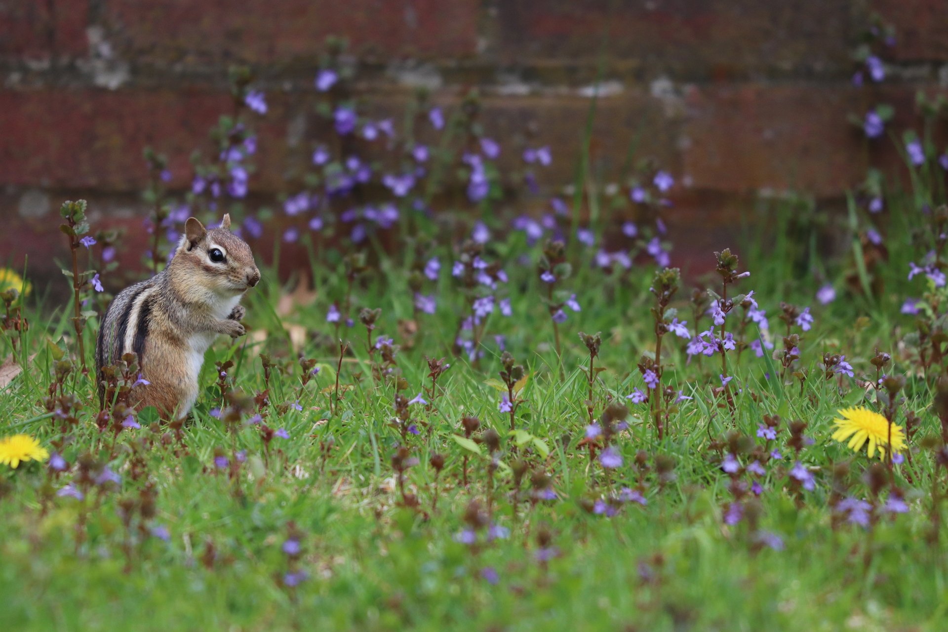 A chipmunk standing on its hind legs in purple and yellow flowers.