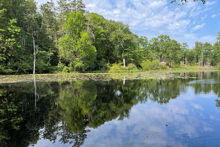 Trees reflected in the clear Rockery Pond