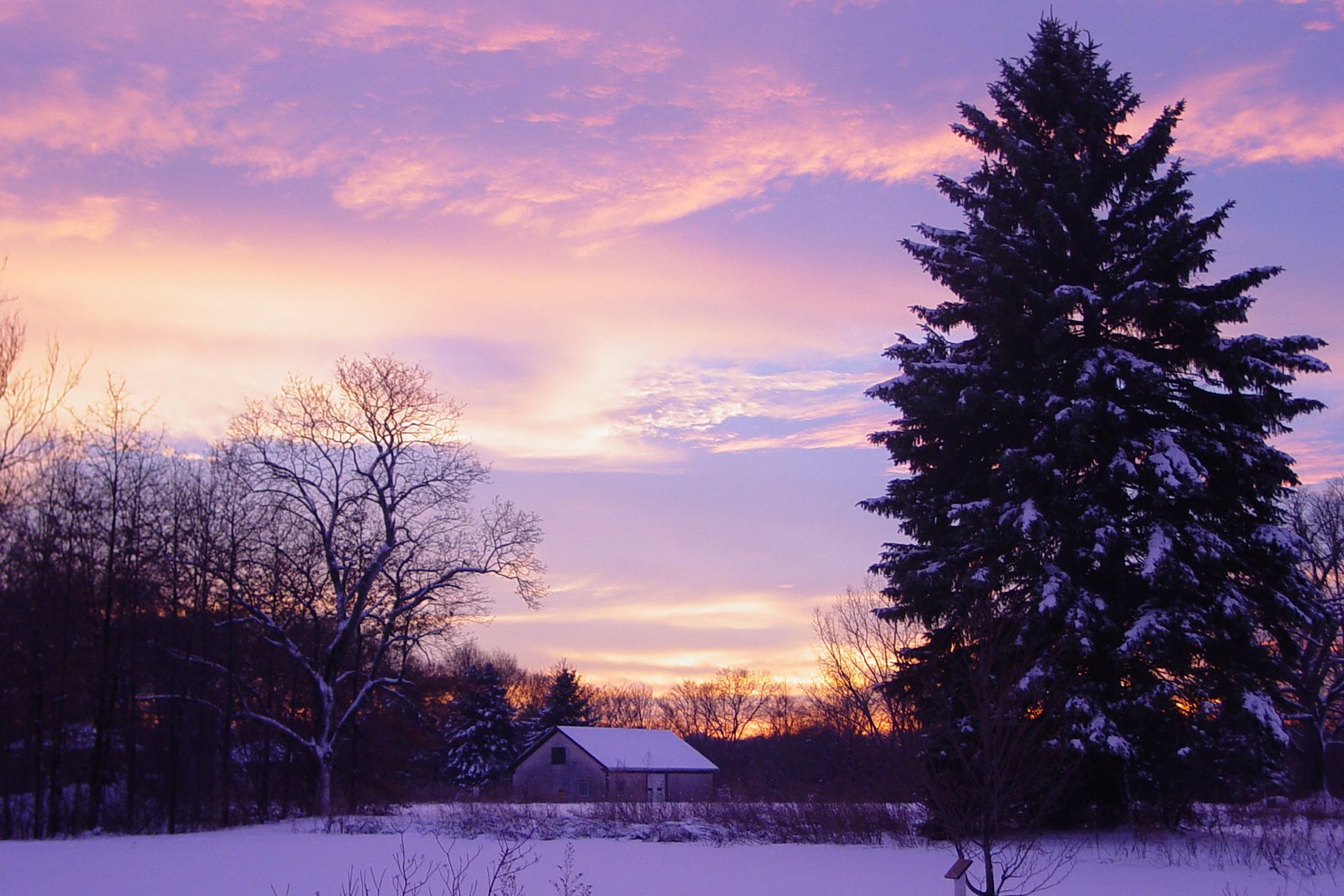 Trees silhouetted against an orange, pink, and purple sunset