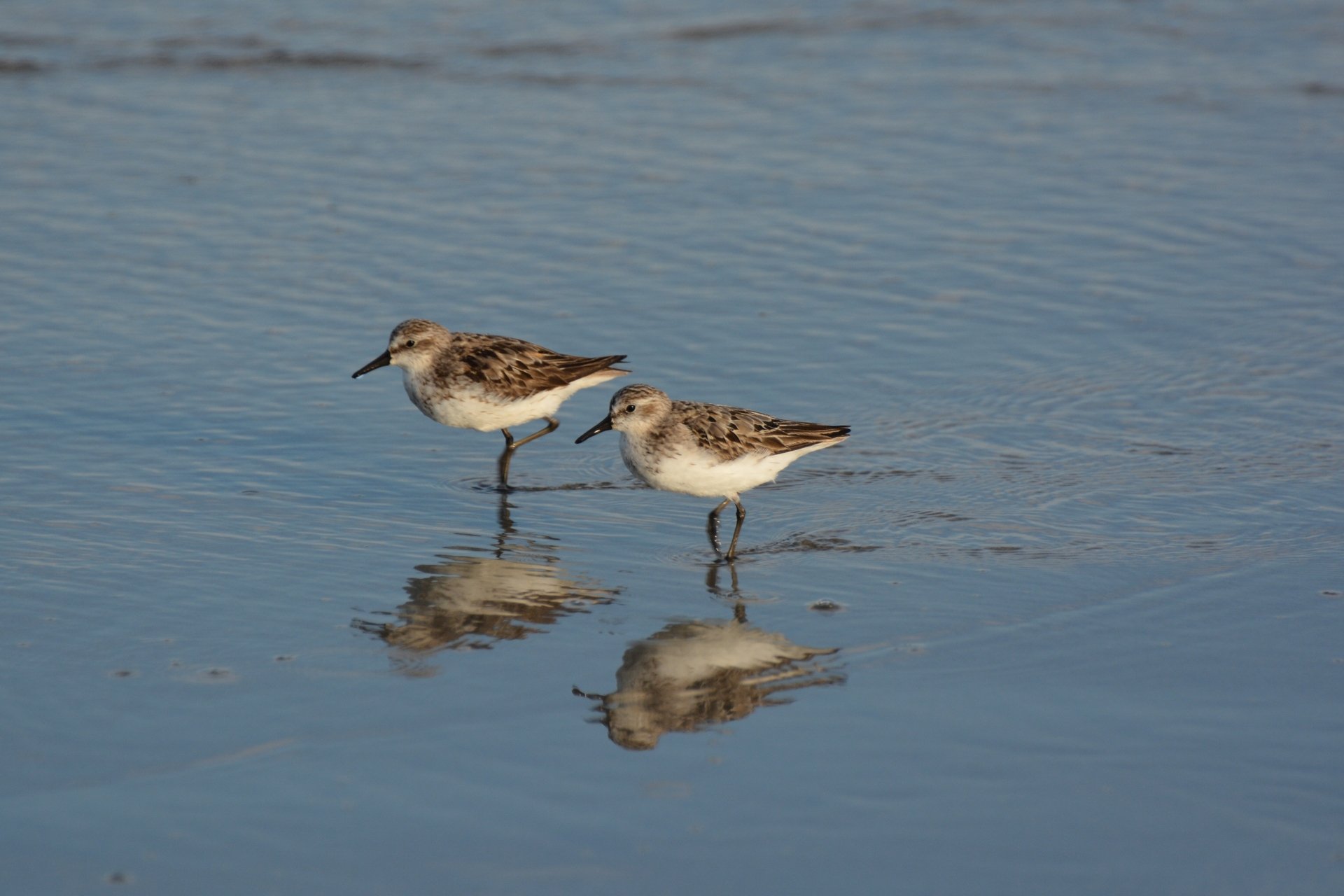 Two Semipalmated Sandpipers wading in a shallow pool of water.