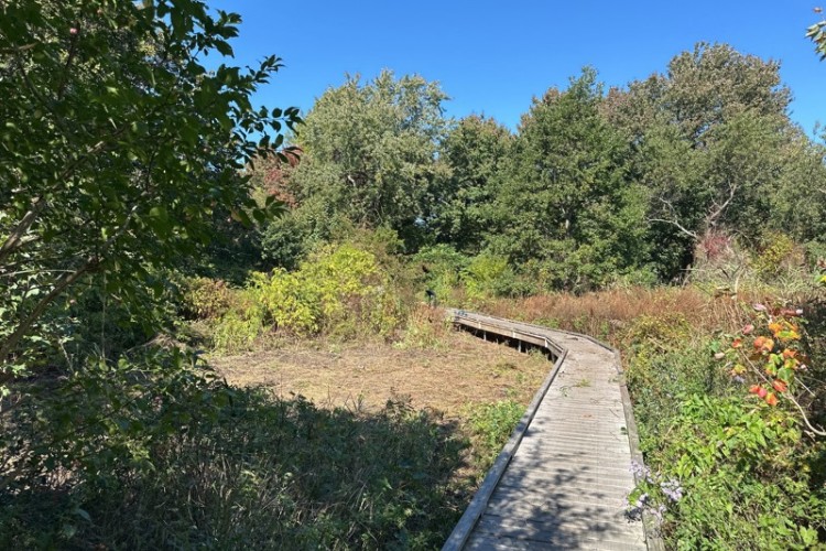 Area of Nahant Thicket after Invasive Species Removal