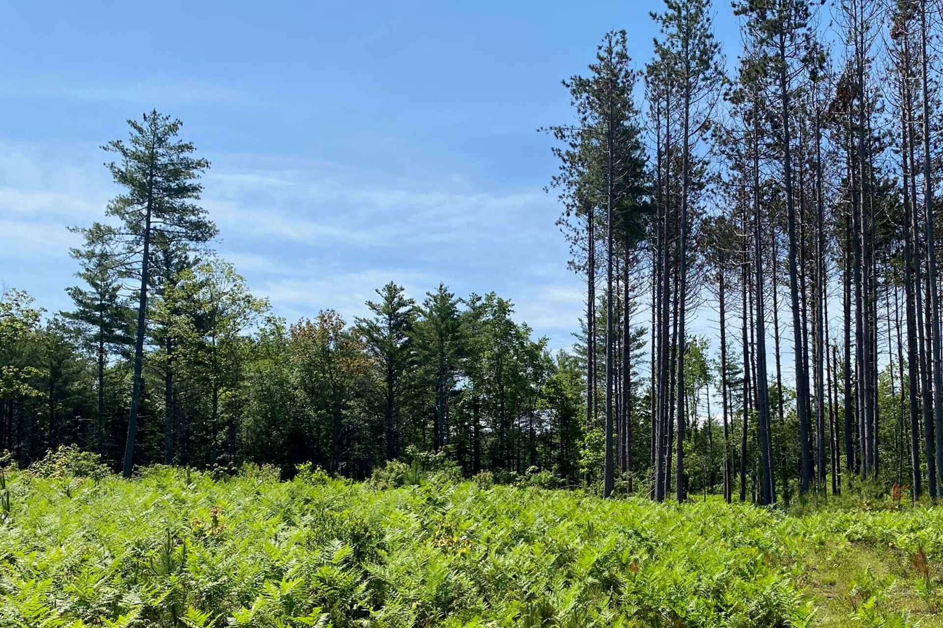 Millers River Headwaters field of ferns and trees